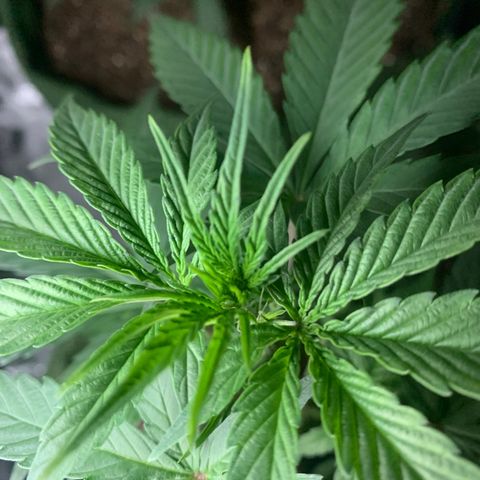 Lebron XXL auto 01 growlog timeline photo