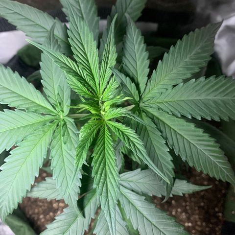 Lebron XXL auto 02 growlog timeline photo