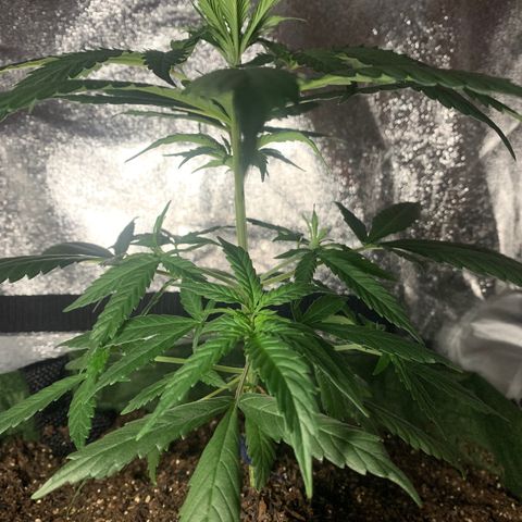 Lebron XXL auto 02 growlog timeline photo