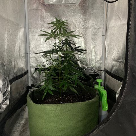 Lebron XXL auto 02 growlog timeline photo