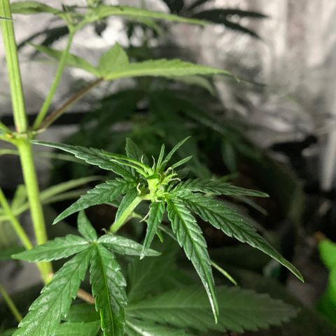 Lebron XXL auto 01 growlog timeline photo