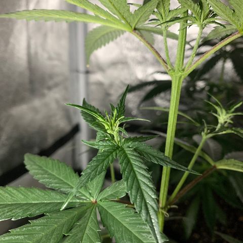 Lebron XXL auto 01 growlog timeline photo