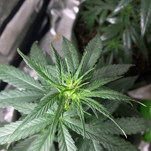 Lebron XXL auto 01 growlog timeline photo