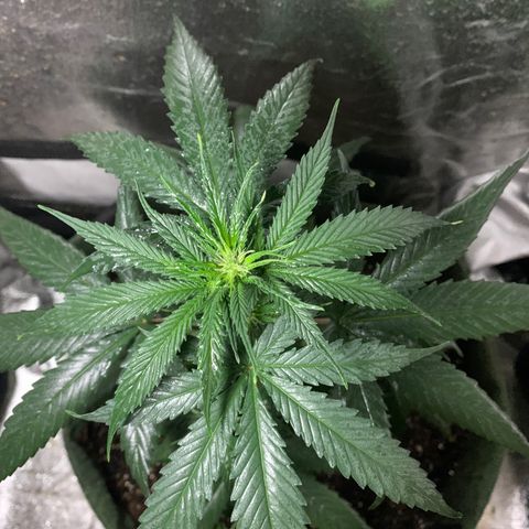 Lebron XXL auto 02 growlog timeline photo