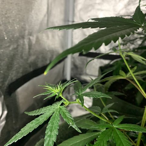 Lebron XXL auto 02 growlog timeline photo
