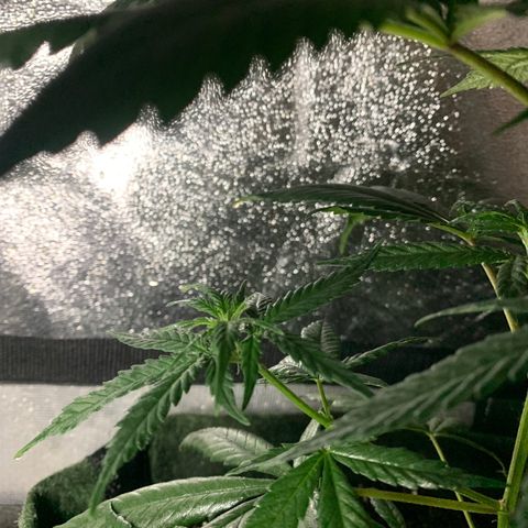 Lebron XXL auto 02 growlog timeline photo