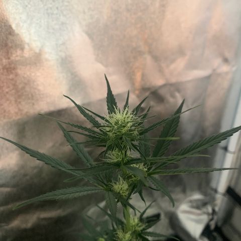 Lebron XXL auto 02 growlog timeline photo