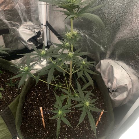 Lebron XXL auto 02 growlog timeline photo