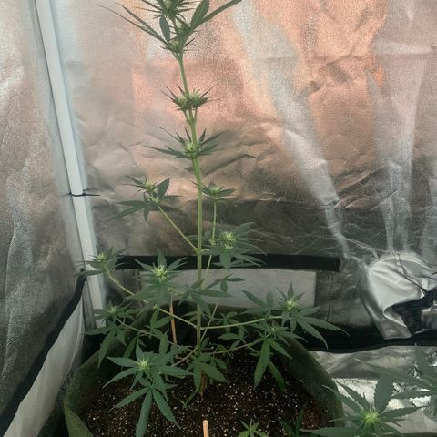 Lebron XXL auto 02 growlog timeline photo