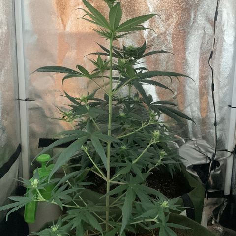 Lebron XXL auto 02 growlog timeline photo