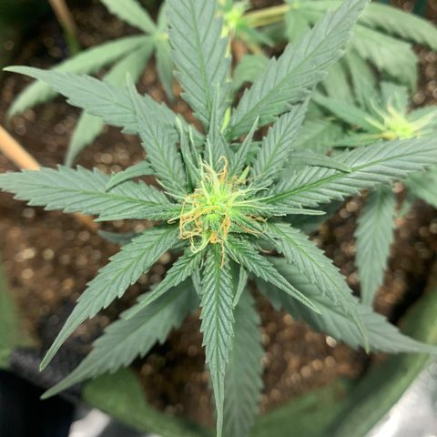 Lebron XXL auto 01 growlog timeline photo
