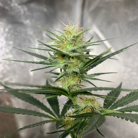 Lebron XXL auto 01 growlog timeline photo