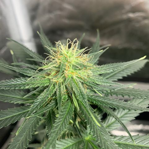 Lebron XXL auto 01 growlog timeline photo