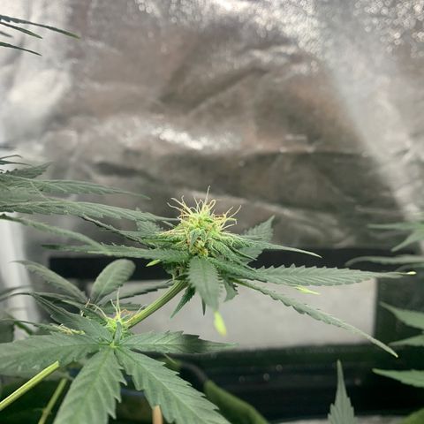 Lebron XXL auto 02 growlog timeline photo