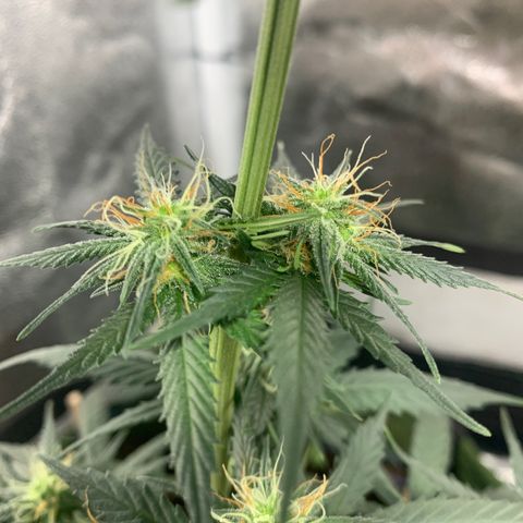 Lebron XXL auto 02 growlog timeline photo