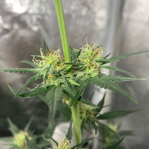 Lebron XXL auto 02 growlog timeline photo