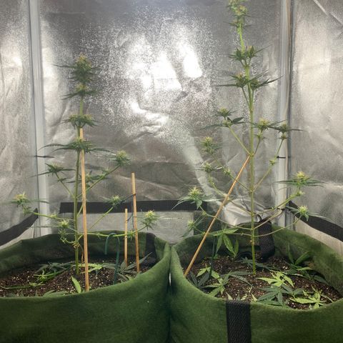 Lebron XXL auto 02 growlog timeline photo