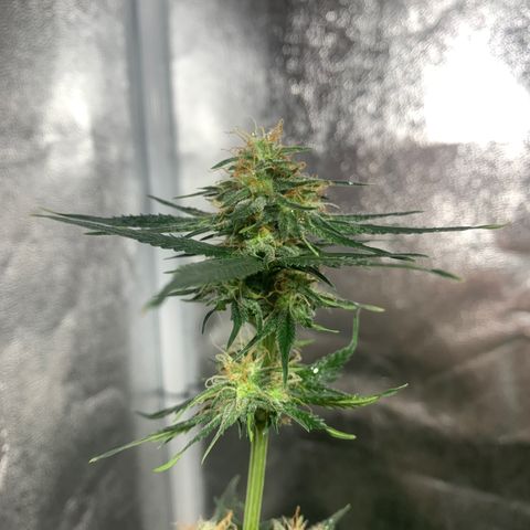 Lebron XXL auto 02 growlog timeline photo