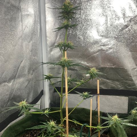 Lebron XXL auto 02 growlog timeline photo