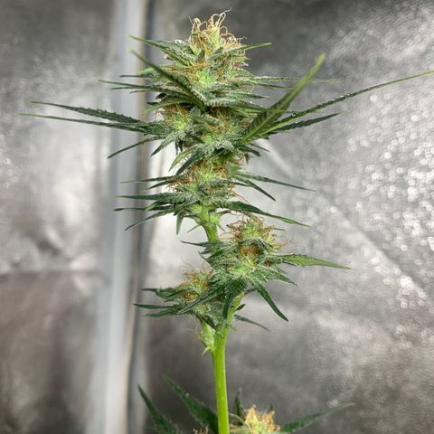 Lebron XXL auto 01 growlog timeline photo