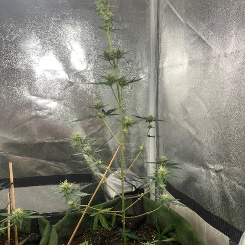 Lebron XXL auto 01 growlog timeline photo