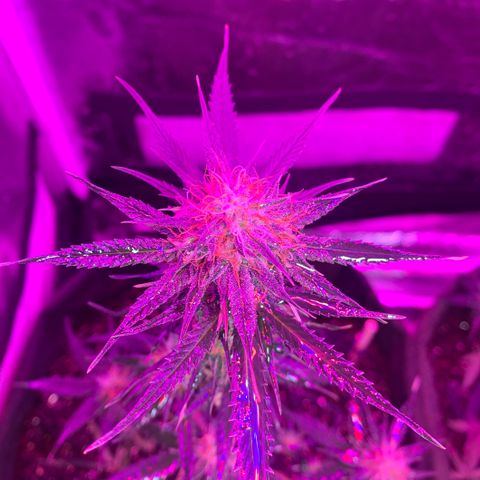 Lebron XXL auto 02 growlog timeline photo