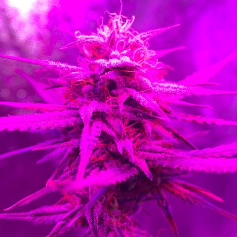 Lebron XXL auto 02 growlog timeline photo