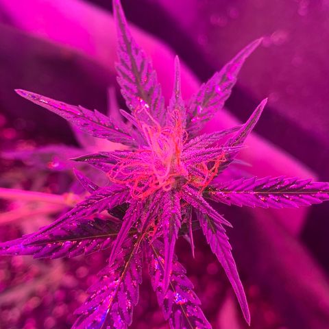 Lebron XXL auto 02 growlog timeline photo