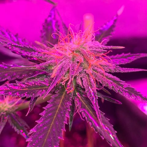 Lebron XXL auto 01 growlog timeline photo