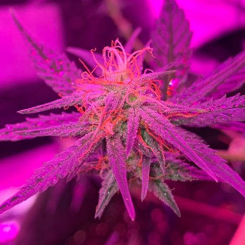 Lebron XXL auto 01 growlog timeline photo