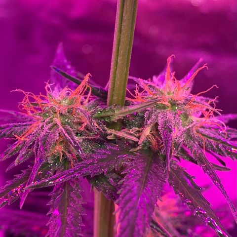 Lebron XXL auto 01 growlog timeline photo