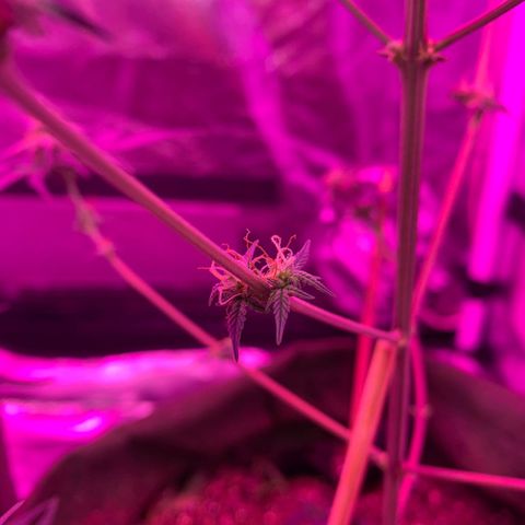 Lebron XXL auto 01 growlog timeline photo