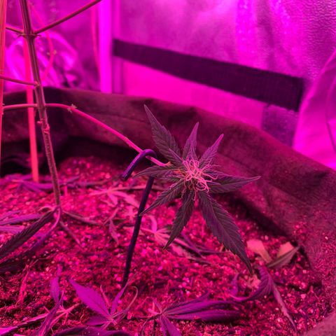 Lebron XXL auto 01 growlog timeline photo