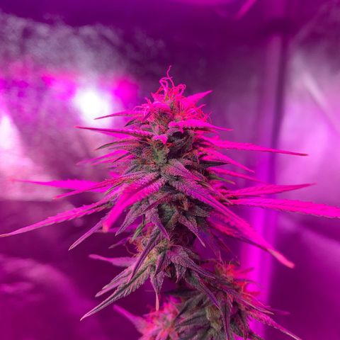 Lebron XXL auto 01 growlog timeline photo