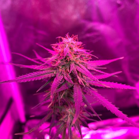 Lebron XXL auto 02 growlog timeline photo