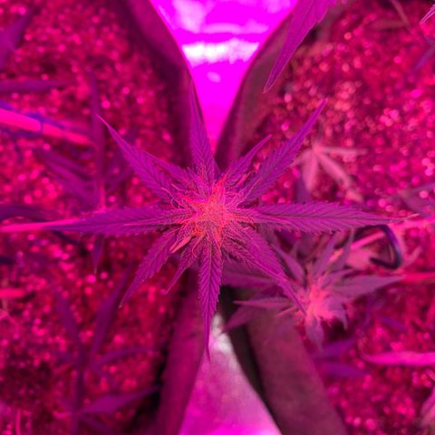 Lebron XXL auto 02 growlog timeline photo
