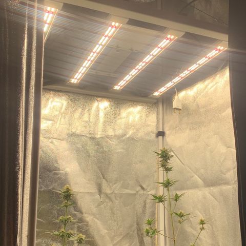 Lebron XXL auto 02 growlog photo: instalação led panel 240w Samsung LM301H EVO V5 Quantum