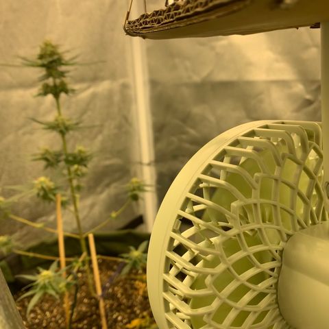 Lebron XXL auto 02 growlog photo: DIY