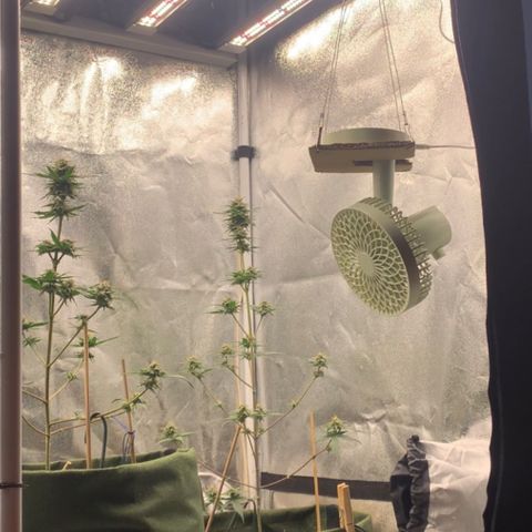 Lebron XXL auto 02 growlog photo: DIY