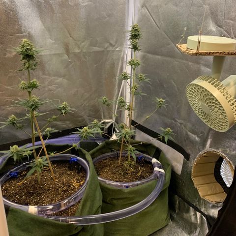 Lebron XXL auto 02 growlog photo: DIY