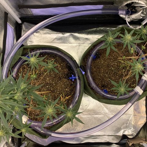 Lebron XXL auto 02 growlog photo: DIY