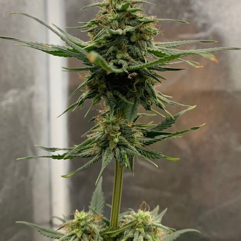 Lebron XXL auto 02 growlog timeline photo