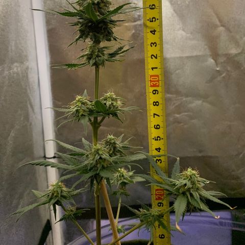 Lebron XXL auto 02 growlog timeline photo