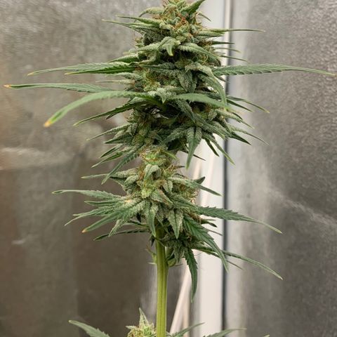 Lebron XXL auto 01 growlog timeline photo