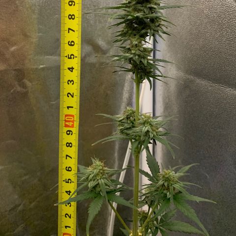 Lebron XXL auto 01 growlog timeline photo