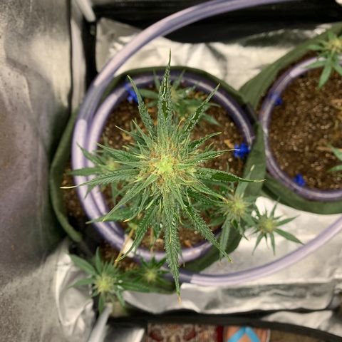 Lebron XXL auto 02 growlog photo: sunburn