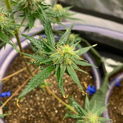 Lebron XXL auto 02 growlog photo: sunburn