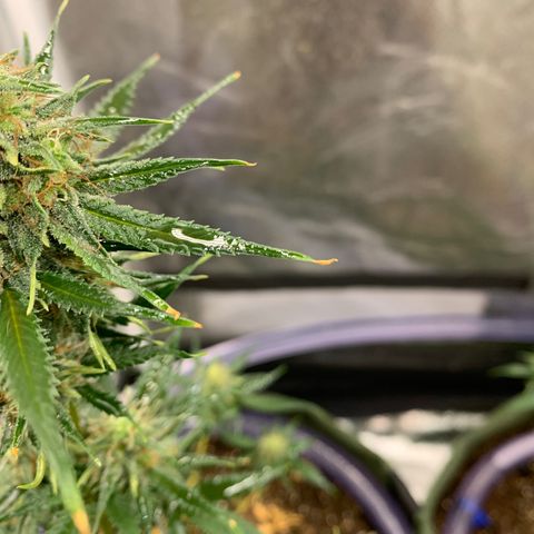 Lebron XXL auto 02 growlog photo: sunburn