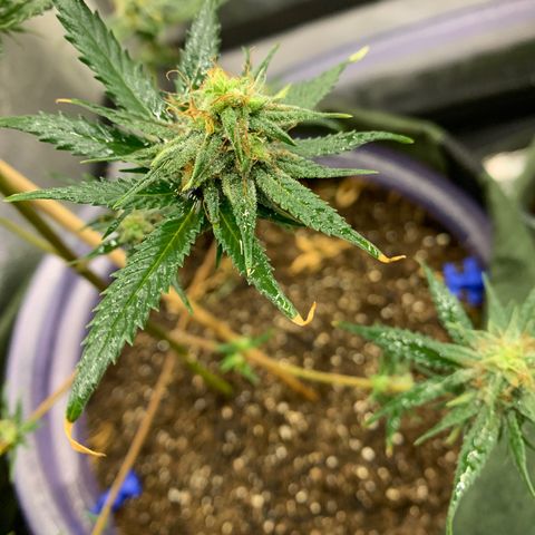 Lebron XXL auto 02 growlog photo: sunburn