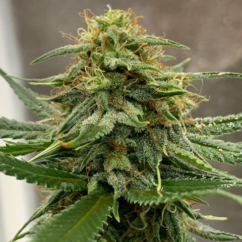 Lebron XXL auto 02 growlog timeline photo